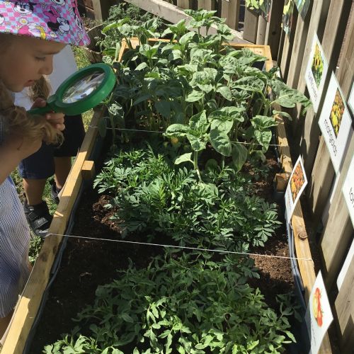 Nursery, Investigating and observing growing plants